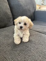 Dewdrop, a male Maltipoo for sale in Irvington, KY – 1 of 10