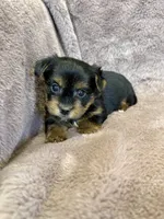Dandelion, a female Yorkshire Terrier for sale in Irvington, KY – 8 of 9
