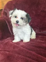 Cookie, a female Morkie for sale in Irvington, KY – 3 of 10
