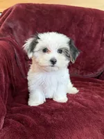 Cookie, a female Morkie for sale in Irvington, KY – 8 of 10