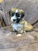 Felicity, a female Maltese and Yorkshire Terrier for sale in Irvington, KY – 8 of 10