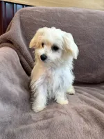 Henny, a female Maltese for sale in Irvington, KY – 4 of 10
