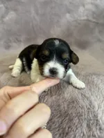 Stella, a female Yorkshire Terrier for sale in Irvington, KY – 4 of 4