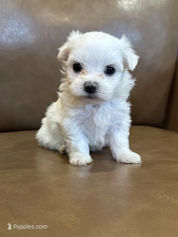 Hughie – Maltese puppy for sale in Irvington, KY