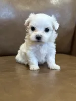Hughie, a male Maltese for sale in Irvington, KY – 1 of 8