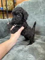 Black boy, a male Poodle - Toy  for sale in Irvington, KY – 2 of 10