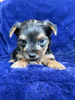 Barley, a male Yorkshire Terrier for sale in Irvington, KY – 8 of 8