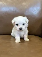 Hughie, a male Maltese for sale in Irvington, KY – 3 of 8