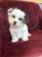 Cookie, a female Morkie for sale in Irvington, KY – 5 of 10