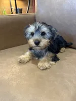 Apollo, a male Yorkshire Terrier for sale in Irvington, KY – 8 of 10