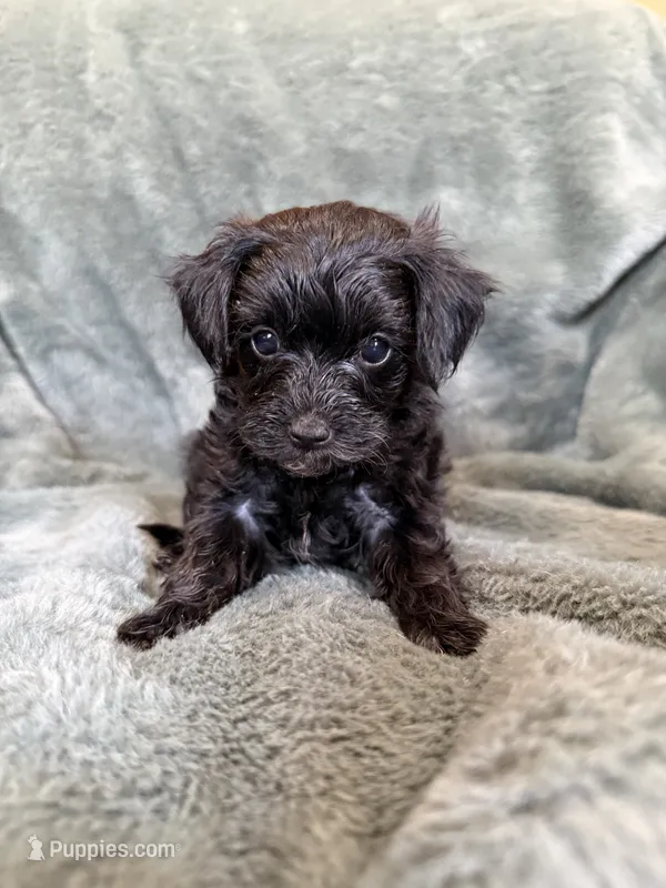 Maverick – Yorkipoo puppy for sale in Irvington, KY