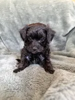 Maverick, a male Yorkipoo for sale in Irvington, KY – 1 of 7