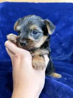 Barley, a male Yorkshire Terrier for sale in Irvington, KY – 5 of 8