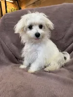 Henny, a female Maltese for sale in Irvington, KY – 5 of 10
