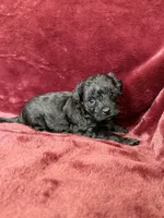 Pearl, a female Yorkipoo for sale in Irvington, KY – 9 of 10