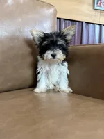 Yarrow, a male Yorkshire Terrier for sale in Irvington, KY – 6 of 6