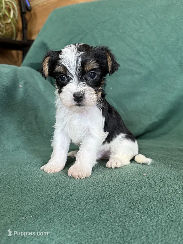 Sammy – Yorkshire Terrier puppy for sale in Irvington, KY