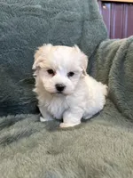 Finnegan, a male Maltese and Yorkshire Terrier for sale in Irvington, KY – 7 of 7