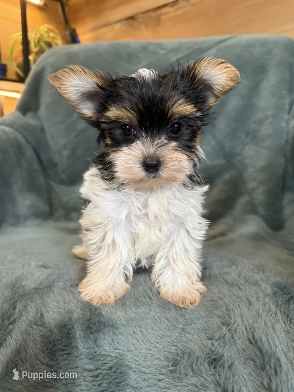 Yuri – Yorkshire Terrier puppy for sale in Irvington, KY