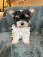 Yuri, a male Yorkshire Terrier for sale in Irvington, KY – 1 of 8