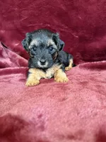 Pixie, a female Yorkipoo for sale in Irvington, KY – 5 of 8