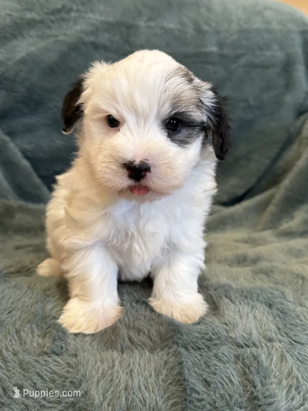 Fabian – Maltese, Yorkshire Terrier puppy for sale in Irvington, KY