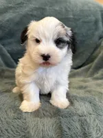 Fabian, a male Maltese and Yorkshire Terrier for sale in Irvington, KY – 1 of 10