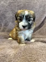 Felicity, a female Maltese and Yorkshire Terrier for sale in Irvington, KY – 6 of 10