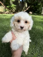 Juno, a male Maltipoo for sale in Irvington, KY – 9 of 10