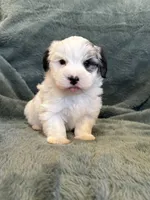 Fabian, a male Maltese and Yorkshire Terrier for sale in Irvington, KY – 7 of 10
