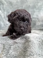 Black boy, a male Poodle - Toy  for sale in Irvington, KY – 9 of 10