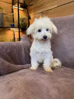 SALE!!! Hannah, a female Maltese for sale in Irvington, KY – 10 of 10