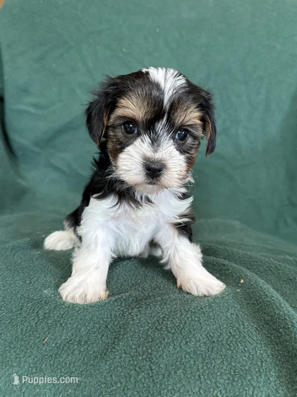 Sunny – Yorkshire Terrier puppy for sale in Irvington, KY