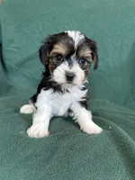Sunny, a male Yorkshire Terrier for sale in Irvington, KY – 1 of 10