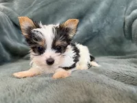 Yoshi, a male Yorkshire Terrier for sale in Irvington, KY – 5 of 10