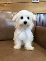 Hazel, a female Maltese for sale in Irvington, KY – 10 of 10