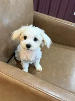 Harris, a male Maltese for sale in Irvington, KY – 3 of 10