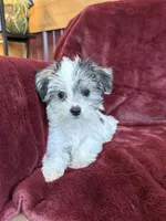 Cleo, a female Morkie for sale in Irvington, KY – 7 of 9