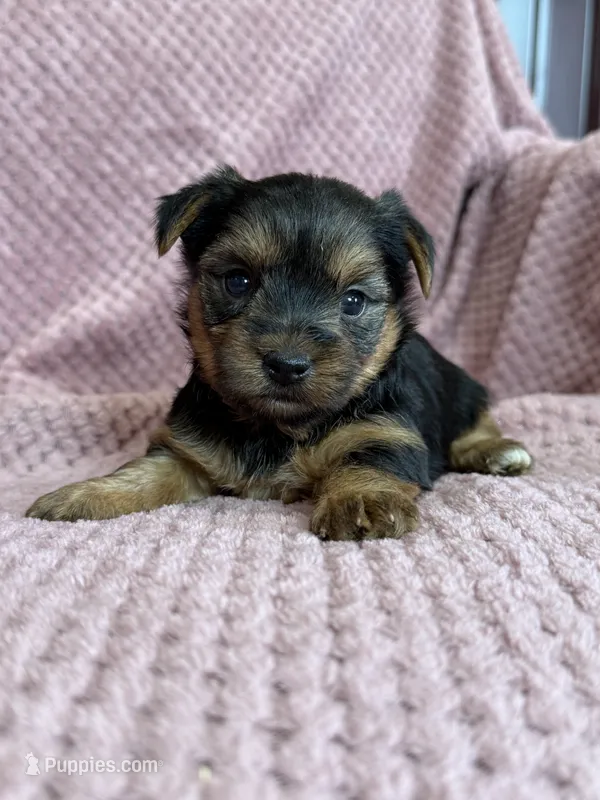 Belinda – Yorkshire Terrier puppy for sale in Irvington, KY