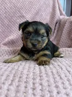 Belinda, a female Yorkshire Terrier for sale in Irvington, KY – 1 of 9
