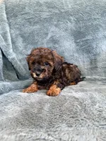 Brody, a male Poodle - Toy  for sale in Irvington, KY – 6 of 6