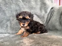 Mateo, a male Yorkipoo for sale in Irvington, KY – 3 of 7