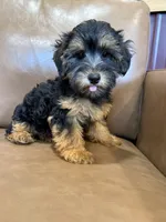 SALE!!! Pixie, a female Yorkipoo for sale in Irvington, KY – 1 of 8