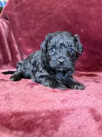 Pearl, a female Yorkipoo for sale in Irvington, KY – 8 of 10