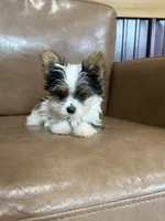 Yuri, a male Yorkshire Terrier for sale in Irvington, KY – 2 of 6