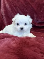 Helen, a female Maltese for sale in Irvington, KY – 2 of 10