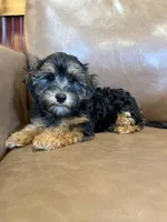 SALE!!! Pixie, a female Yorkipoo for sale in Irvington, KY – 6 of 8