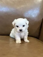 Hughie, a male Maltese for sale in Irvington, KY – 6 of 8