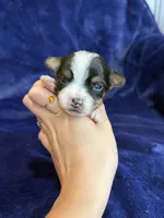 Sammy, a male Yorkshire Terrier for sale in Irvington, KY – 2 of 5