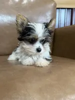 Yuri, a male Yorkshire Terrier for sale in Irvington, KY – 4 of 6